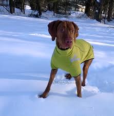 Hurtta Frost Dog Jacket Winter Coat Waterproof