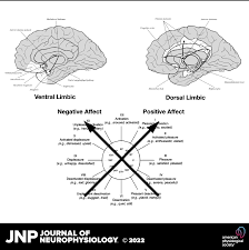Neurophysiological mechanisms of implicit and explicit memory in the  process of consciousness | Journal of Neurophysiology