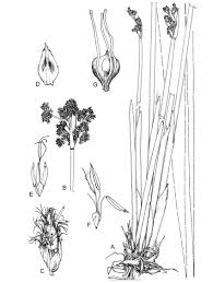 Image result for Schoenoplectiella articulata