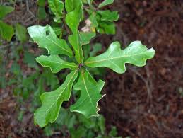 Seed Clipart Oak Sapling 27 640 X 482 Free Clip Art Stock