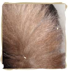 To understand how a cat may become infected with whipworms, an individual must understand the lifecycle and nature of these parasitic worms. How To Identify Treat And Prevent Tapeworms In Cats Pethelpful By Fellow Animal Lovers And Experts