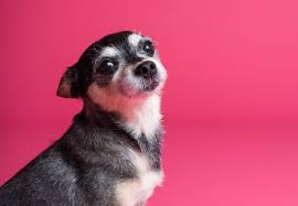 Modern vet clinics have equipment if you are concerned about vet bills, do what you can to keep your pet as healthy as possible. How Much Does An Eu Pet Passport Cost In 2020 Money Saving Tips