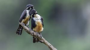 Birds have different types of flights depending on the species as well as their anatomical characteristics including body size, wings and tail. Bbc Two Wonders Of The Monsoon Strange Castaways In Pictures Strange Castaways Black Thighed Falconet The World S Smallest Bird Of Prey