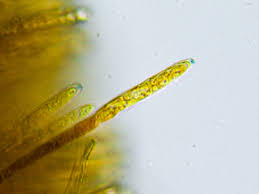 Image result for Chlorosplenium chlora