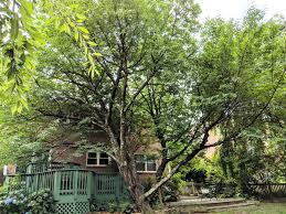 Tart cherries can pollinate a sweet cherry as long as they bloom at the same time. Fruiting Cherry Tree Leaf Yellowing Drop 470572 Ask Extension