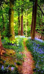 40 Fascinating Photographs Of Forest Paths To Another World Bored Art Beautiful Landscapes Forest Path Nature Photography