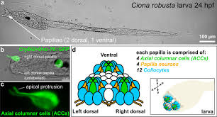 Posted on october 10, 2015 by admin. Expression Of Smooth Muscle Like Effectors And Core Cardiomyocyte Regulators In The Contractile Papillae Of Ciona Evodevo Full Text