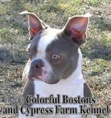 The Lilac Boston Terrier Is Also Known Lavender Blue Fawn Or Champagne They Are At Times Incorrectly Boston Terrier Boston Terrier Funny Boston Terrier Dog