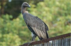 But how many of these beleaguered birds of prey actually remain? Declining Vulture Population Can Cause A Health Crisis