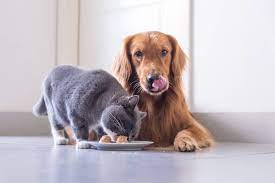 Why Is Cat Food Bad For Dogs 4 Side Effects Explained Ollie Blog