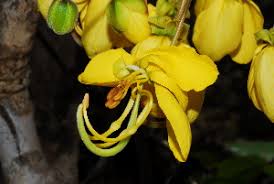 Image result for Cassia abbreviata