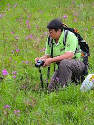 Image result for Senecio speciosus