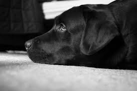 Black And White Lab Zwart Wit Labrador Peter De Beste Hond Wallpaper White Labrador Black Lab Puppies Labrador