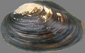 Image result for Bothriocline muschleriana