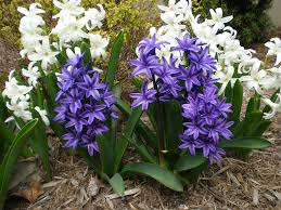 Hyacinth Flowers Facts Varieties Growing And Plant Caring