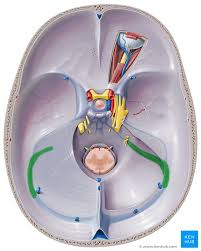 Sigmoid Sinus Brain Anatomy Human Anatomy And Physiology Sinusitis
