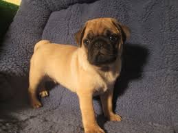 Check out our pug puppies selection for the very best in unique or custom, handmade pieces from our shops. Adorable Sweet Pug Puppies Available 8 12 Weeks Of Age Permanent Shots And Wormings Completed Along With Microchipping W Pug Puppies Puppies Doggy