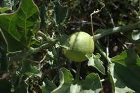 Image result for Cucumis meeusei