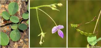 Image result for Grona setigera