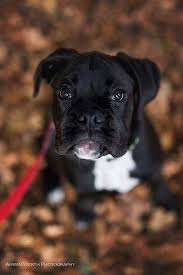 Excellent Boxer Dogs Detail Is Readily Available On Our Website Read More And You Wont Be Sorry You Did Boxer Dogs Boxer Puppies Brindle Boxer