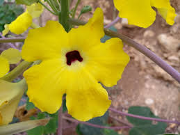 Image result for Pedaliaceae