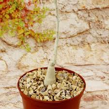 Image result for Ipomoea albivenia