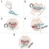 Brushing teeth is not the only way to keep your teeth healthy, it's a great weapon in your fight brush for at least 2 minutes, twice a day. 1
