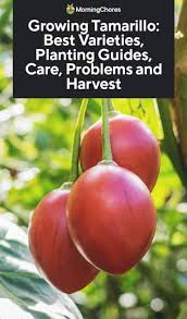 Check spelling or type a new query. Growing Tamarillo Best Varieties Planting Guides Care Problems And Harvest