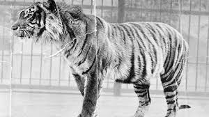 We did not find results for: Peneliti Sebut Harimau Jawa Masih Ada Di Jateng Ganjar Minta Dikonservasi Suara Jateng