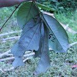 Image result for Anthonotha macrophylla