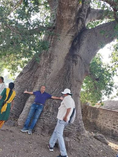 Historic Baobab tree at Wai Heritage Walk