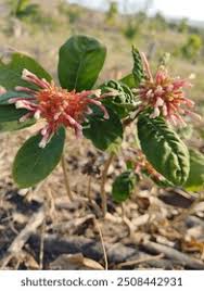 Image result for Rauvolfia nana