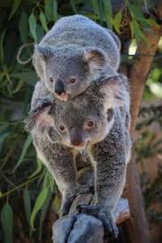 100 koalafornia ideas koalas koala bear koala 100 koalafornia ideas koalas koala