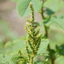 Image result for Amaranthus blitum