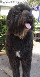 How much is a st berdoodle. Saint Berdoodle Dog Breed Information And Pictures