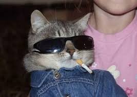 Pin Von Sumuklu Bocek Auf Mimz Coole Katzen Katzen Lustige Haustiere