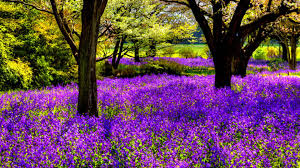 Maybe you would like to learn more about one of these? Free Download Purple Flowering Tree Wallpaper 1920x1080 For Your Desktop Mobile Tablet Explore 68 Purple Tree Wallpaper Wallpaper With Trees Hd Tree Wallpaper
