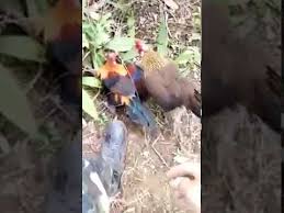 Ayam untuk dijual terbaru 2017 muar johor.call 0196089650. Ayam Hutan Garang By Ahmad Syukri