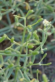 Image result for Zygophyllum cuneifolium