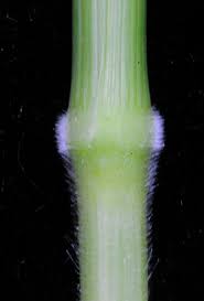 Image result for Urochloa deflexa