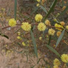 Image result for Acacia lasiopetala