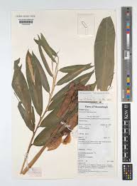 Image result for Aframomum spiroligulatum