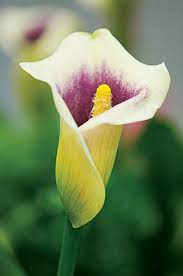 Calla Lily Flower Delivery Uk Best Flower Wallpaper