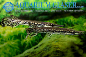 Alligator gar fish in aquarium tank stock photos by coffmancmu 2 / 9 alligator gar from the side stock photography by eugene_sim 1 / 17 alligator gar fish in aquarium tank stock photography by coffmancmu 1 / 16 alligator gar pictures by tornado98 0 / 1 alligator gar pictures by feathercollector 0 / 13 alligator gar stock photos by dsom 0 / 0. Alligator Gar Aquarium Glaser Gmbh