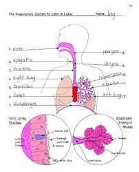 Learn what the function of the respiratory system is in this article. Respiration The Respiratory System Facts Color Worksheet Quiz
