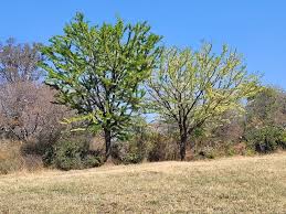Image result for Acacia robusta