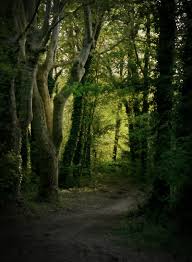 Silvaris Scenery Photos Walking In Nature Fantasy Forest