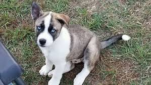 The pitbull husky mix, more commonly known as the pitsky, is a cross between a pitbull and a siberian or alaskan husky. Pottsville Pa Husky Meet Husky Puppies A Pet For Adoption