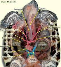 • liver is the largest gland of the body and secretes bile juice. Liver Diagram Class 10 Flow Cytometric Analysis Of Liver Npc From B10 Mice After Andrea Heinzlmann Veterinary University Department Of Anatomy Form Position Sashaops