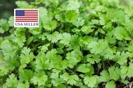 Image result for Coriandrum sativum